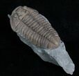 Prone Flexicalymene Trilobite - Indiana #5036-3